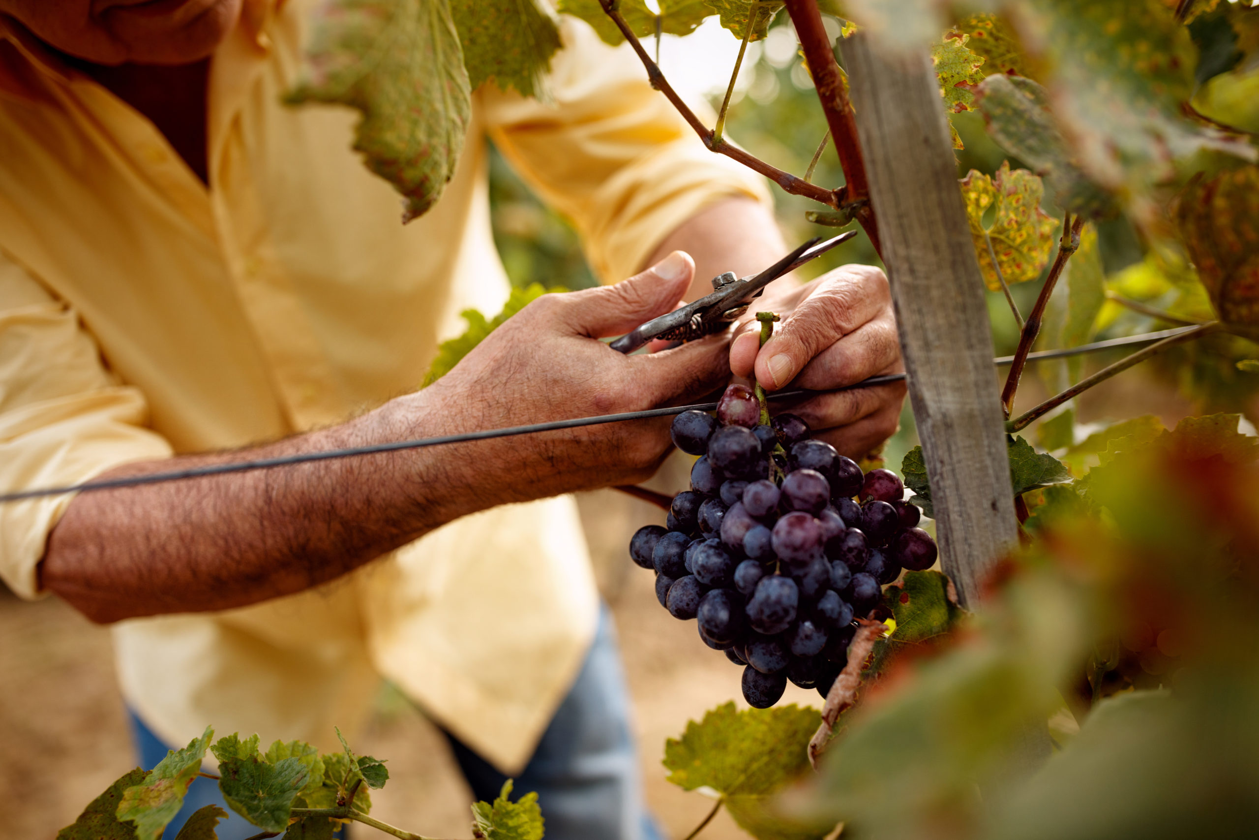 Winery Grape Picking Experience